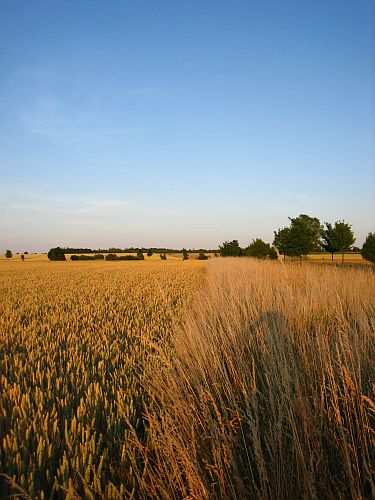 Die Kultur der Natur